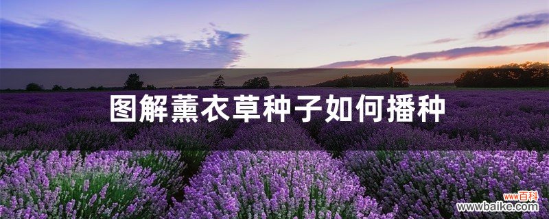 图解薰衣草种子如何播种