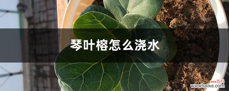 琴叶榕怎么浇水