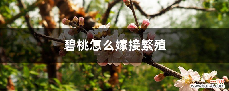 碧桃怎么嫁接繁殖