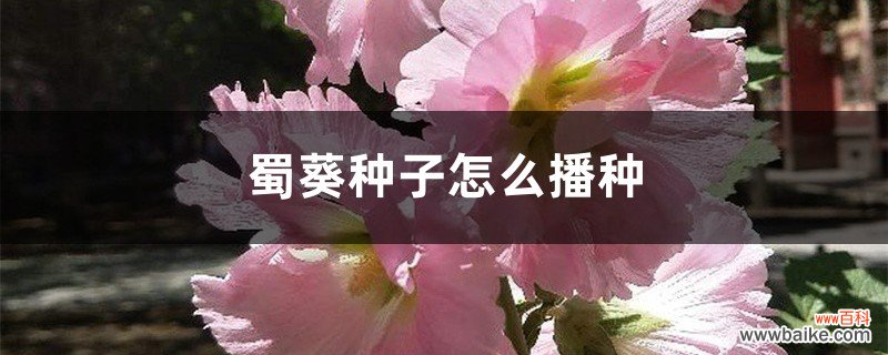 蜀葵种子怎么播种