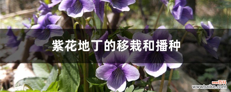 紫花地丁的移栽和播种