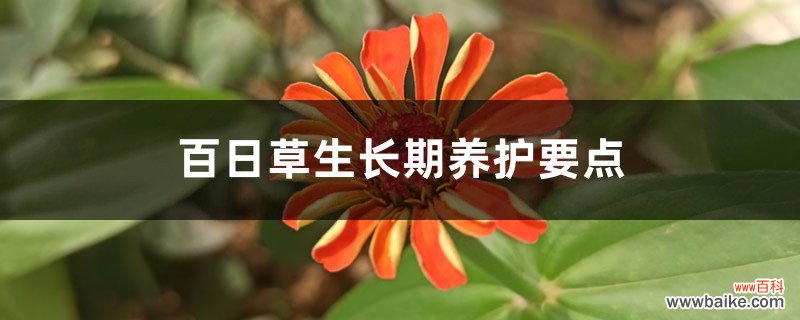 百日草生长期养护要点