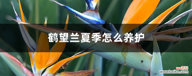 鹤望兰夏季怎么养护