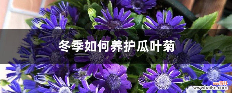 冬季如何养护瓜叶菊