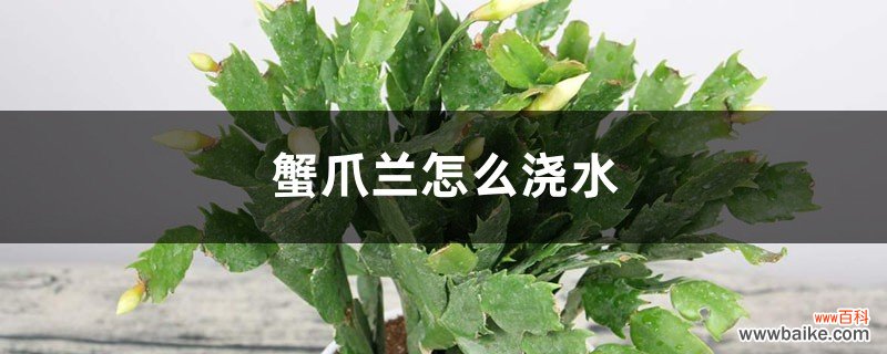 蟹爪兰怎么浇水