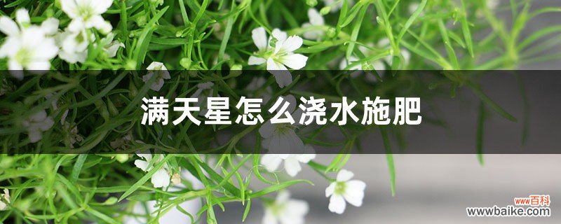 满天星怎么浇水施肥