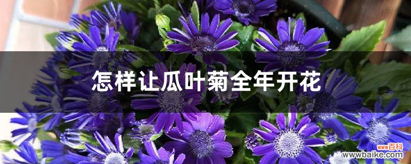 怎样让瓜叶菊全年开花