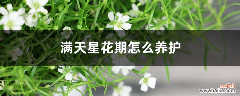 满天星花期怎么养护