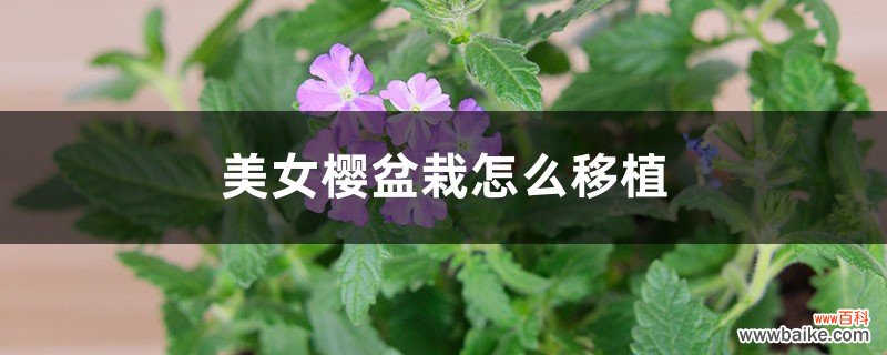 美女樱盆栽怎么移植