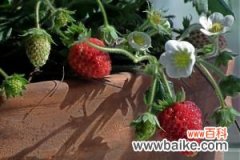 阳台草莓种子怎么播种