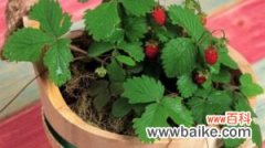阳台盆栽草莓怎么缓苗