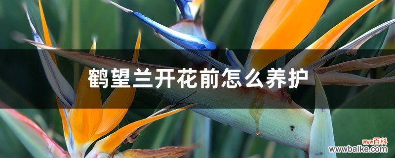 鹤望兰开花前怎么养护