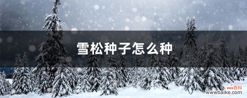 雪松种子怎么种