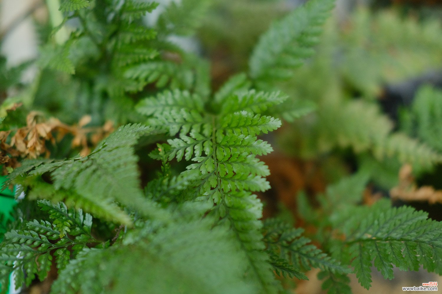 蕨类植物夏天怎么养