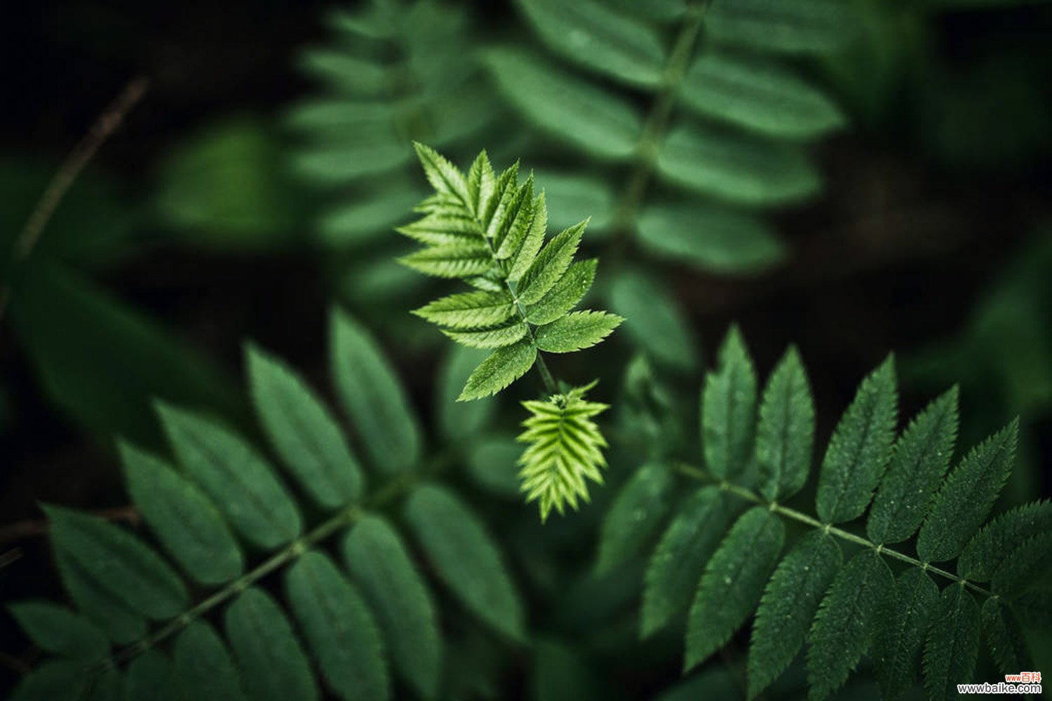 蕨类植物夏天怎么养