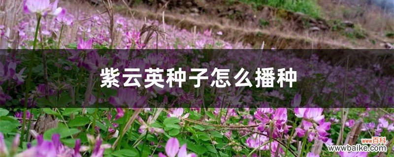 紫云英种子怎么播种