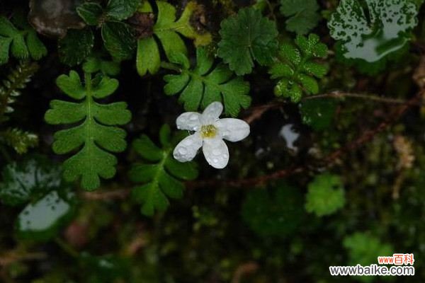 幌菊种子怎么种