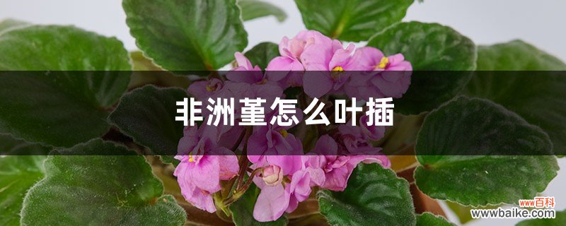 非洲堇怎么叶插