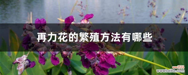 再力花的繁殖方法有哪些