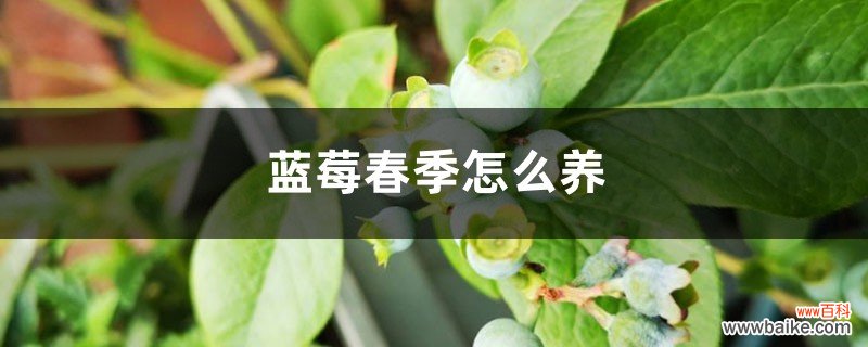 蓝莓春季怎么养