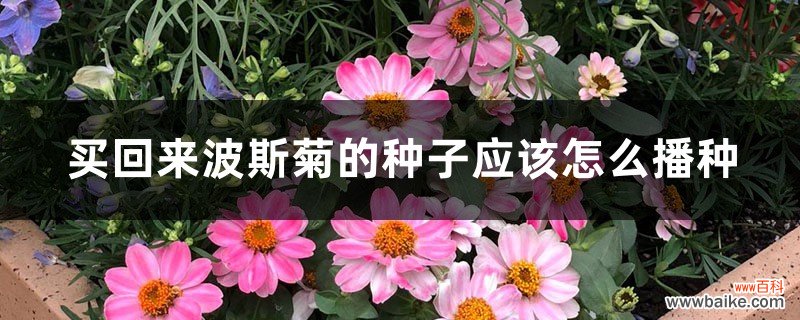 买回来波斯菊的种子应该怎么播种