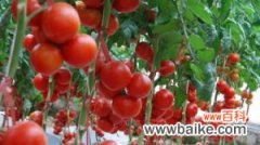 买回来番茄种子要怎么播种