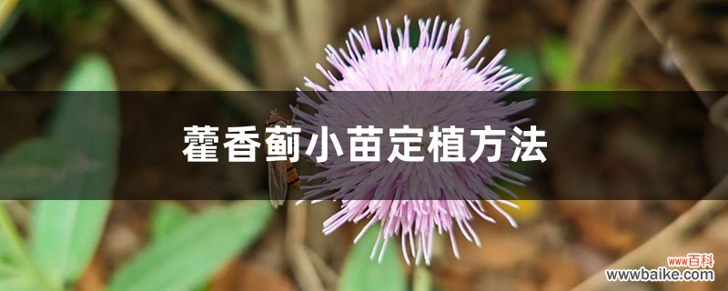 藿香蓟小苗定植方法