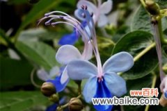 蓝蝴蝶扦插繁殖方法