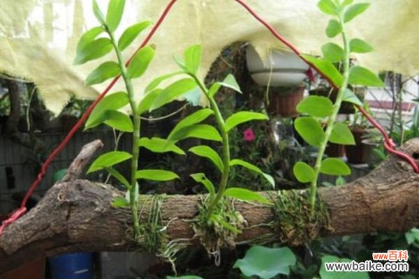 天宮石斛扦插繁殖方法