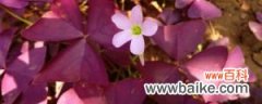 紫叶酢浆草扦插繁殖方法