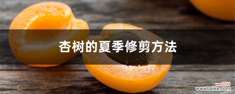 杏树的夏季修剪方法