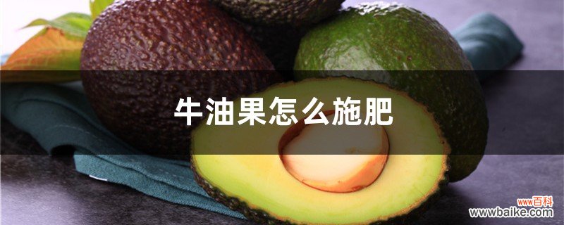 牛油果怎么施肥