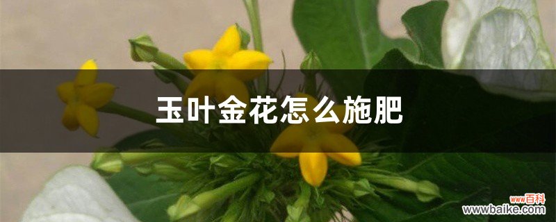 玉叶金花怎么施肥