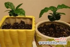 盆栽咖啡树要怎么种植