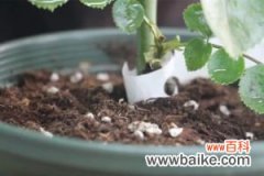 月季苗的种植视频：月季苗的种植方法