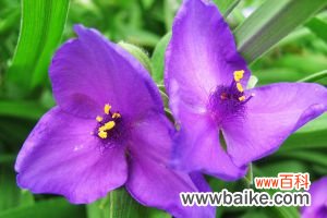 紫露草的水肥管理