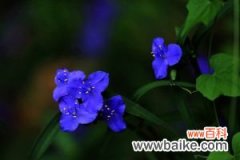 紫露草的病虫害及其防治
