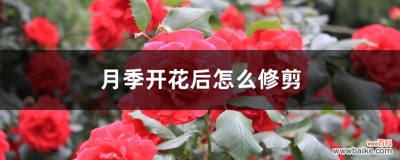 月季开花后怎么修剪