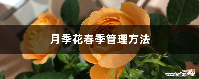 月季花春季管理方法