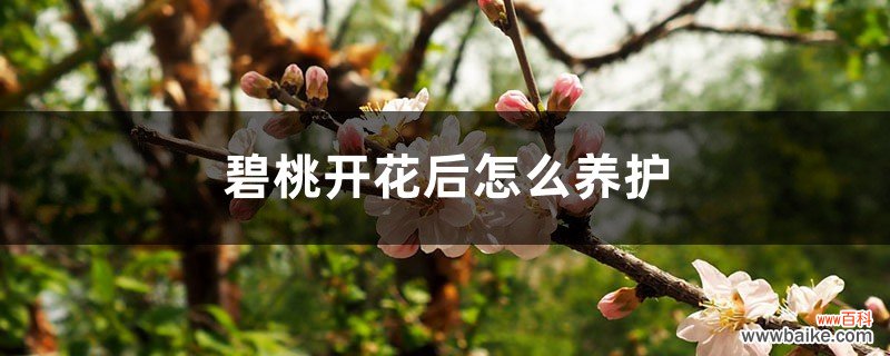 碧桃开花后怎么养护