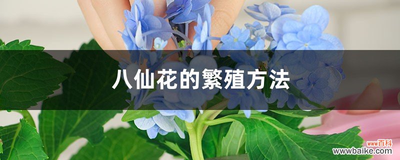 八仙花的繁殖方法