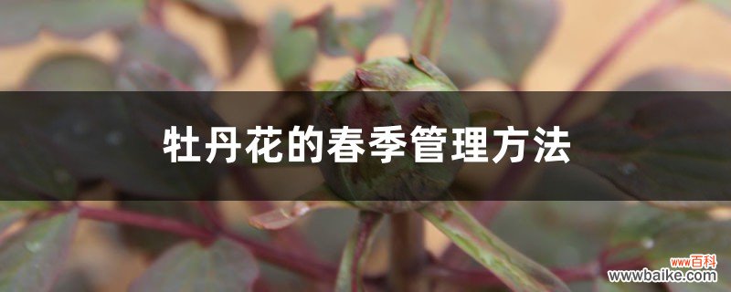 牡丹花的春季管理方法