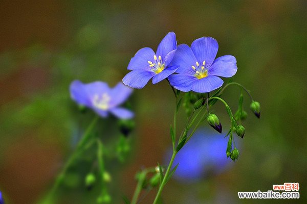 冬季花卉浇水方法