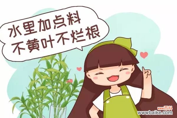 水里加点料，叶跟打了蜡似的，贼绿贼亮！