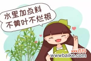 水里加点料，叶跟打了蜡似的，贼绿贼亮！