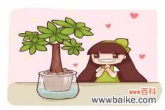 绿萝吊兰发财树，种土里不如养水里！