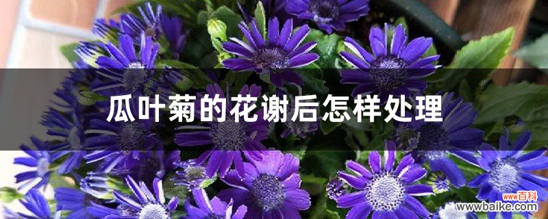 瓜叶菊的花谢后怎样处理