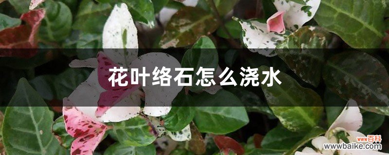 花叶络石怎么浇水