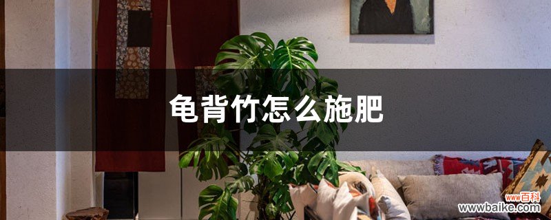 龟背竹怎么施肥？