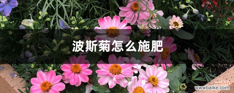 波斯菊怎么施肥？